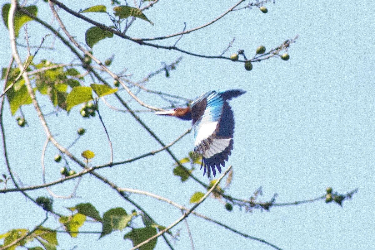 Brown-breasted Kingfisher - ML619167343