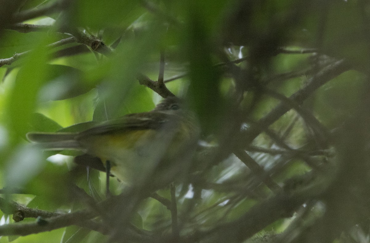 Bell's Vireo - Nick Ramsey