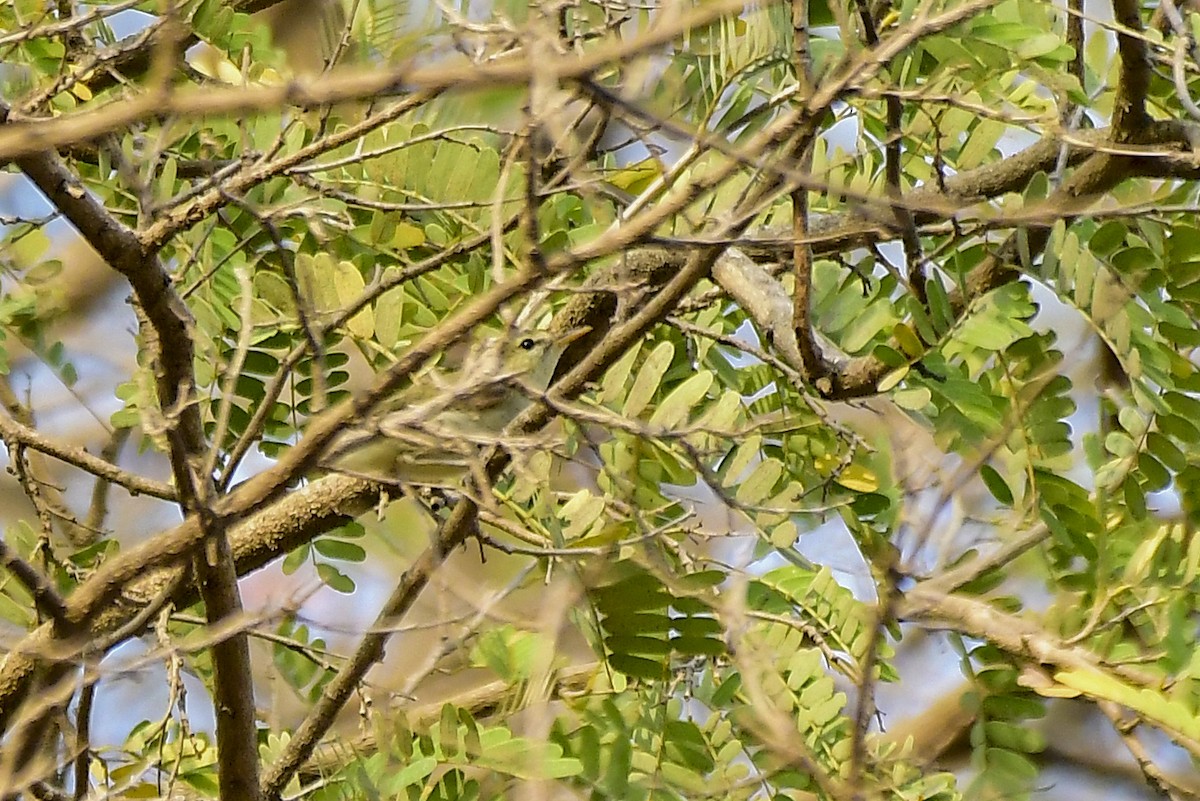 Mosquitero del Cáucaso - ML619167372