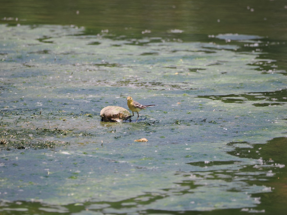 Citrine Wagtail (Gray-backed) - Yawei Zhang