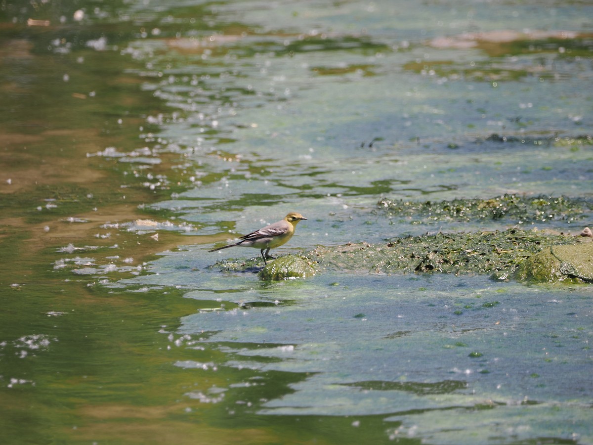 Citrine Wagtail (Gray-backed) - Yawei Zhang