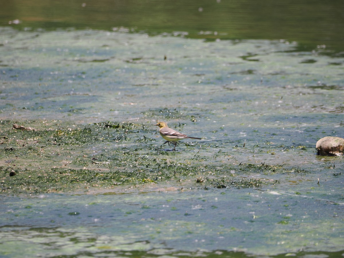 Citrine Wagtail (Gray-backed) - Yawei Zhang