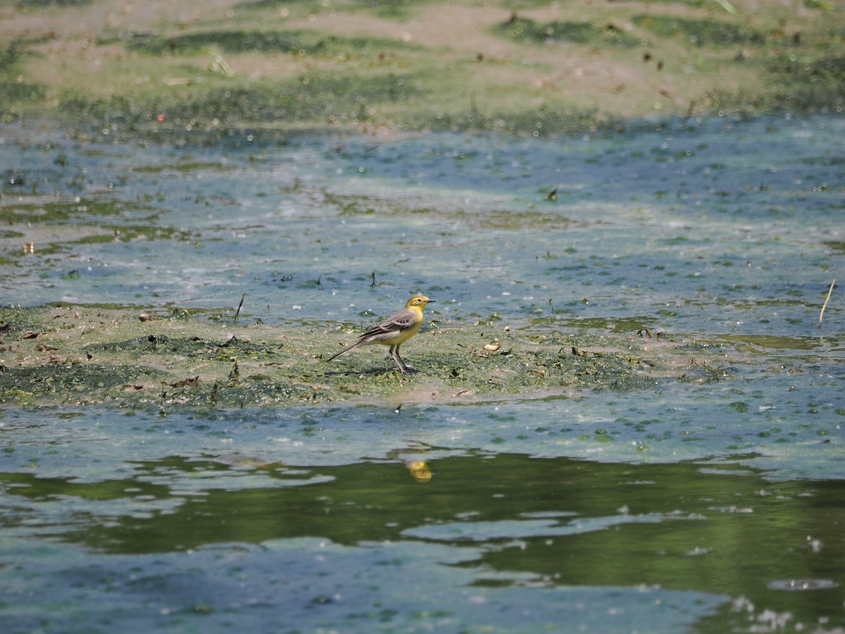 Citrine Wagtail (Gray-backed) - ML619167389