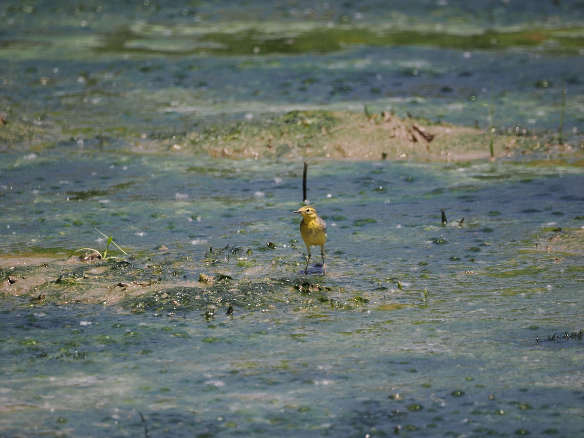 Citrine Wagtail (Gray-backed) - Yawei Zhang