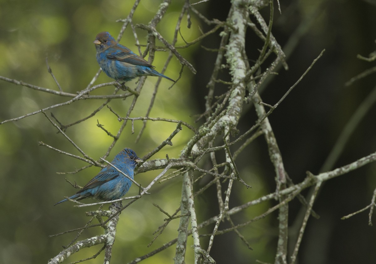 Indigo Bunting - ML619167394