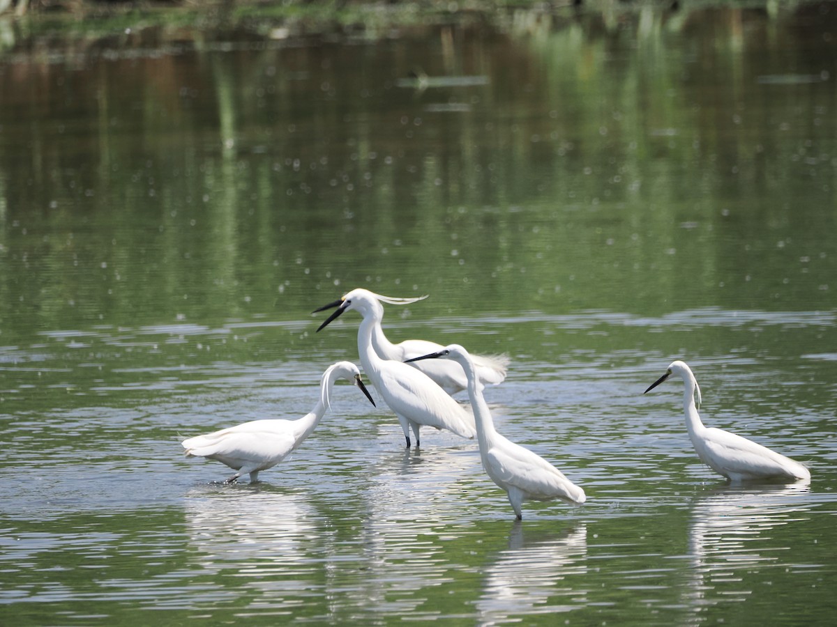 Little Egret - Yawei Zhang