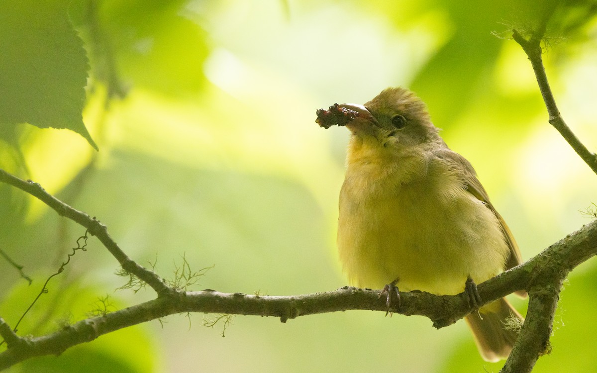 Summer Tanager - ML619167401