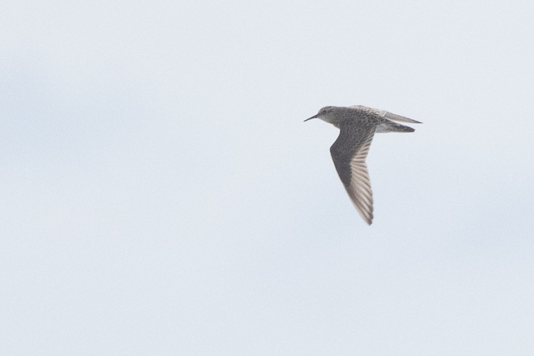 Baird's Sandpiper - ML619167402