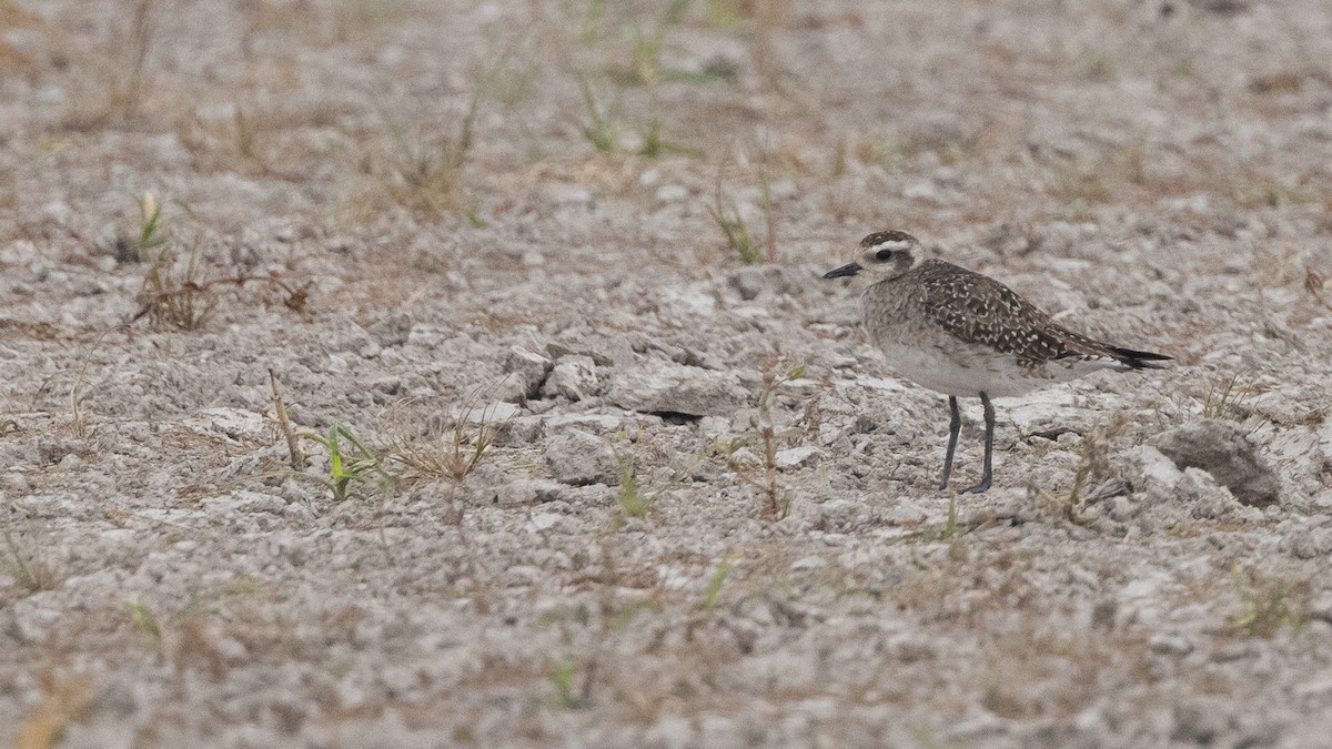 American Golden-Plover - Nick Ramsey