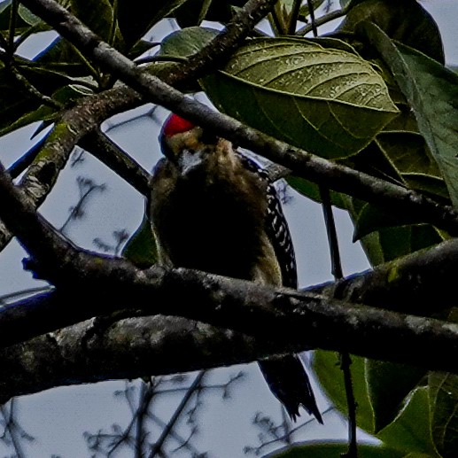 Red-crowned Woodpecker - Wilson Raul Carreño Velasco