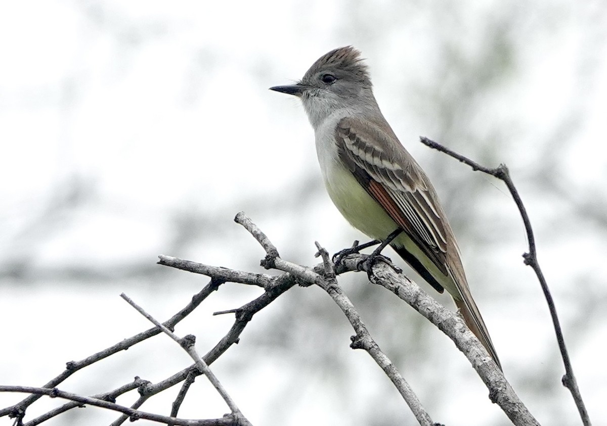 Brown-crested Flycatcher - Jamie Simmons