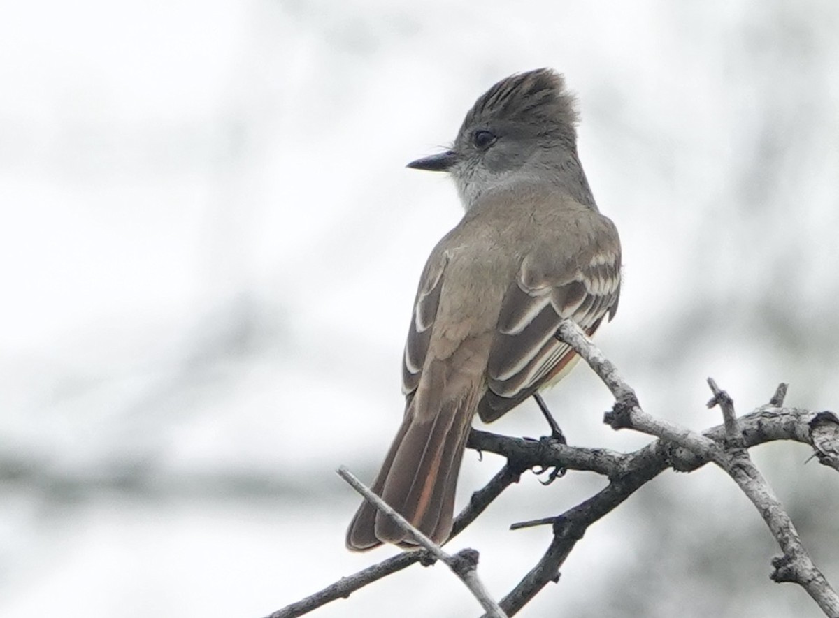 Brown-crested Flycatcher - Jamie Simmons