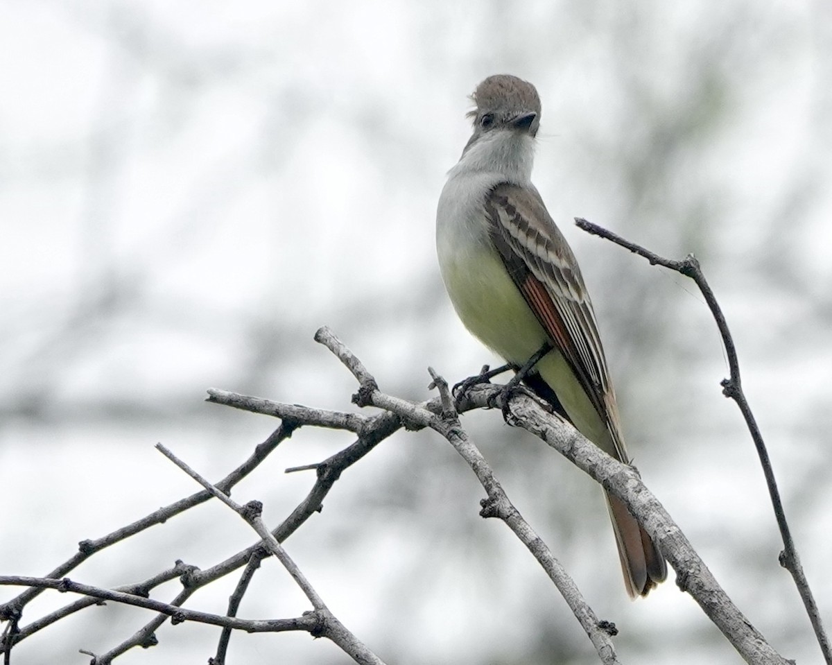 Brown-crested Flycatcher - Jamie Simmons