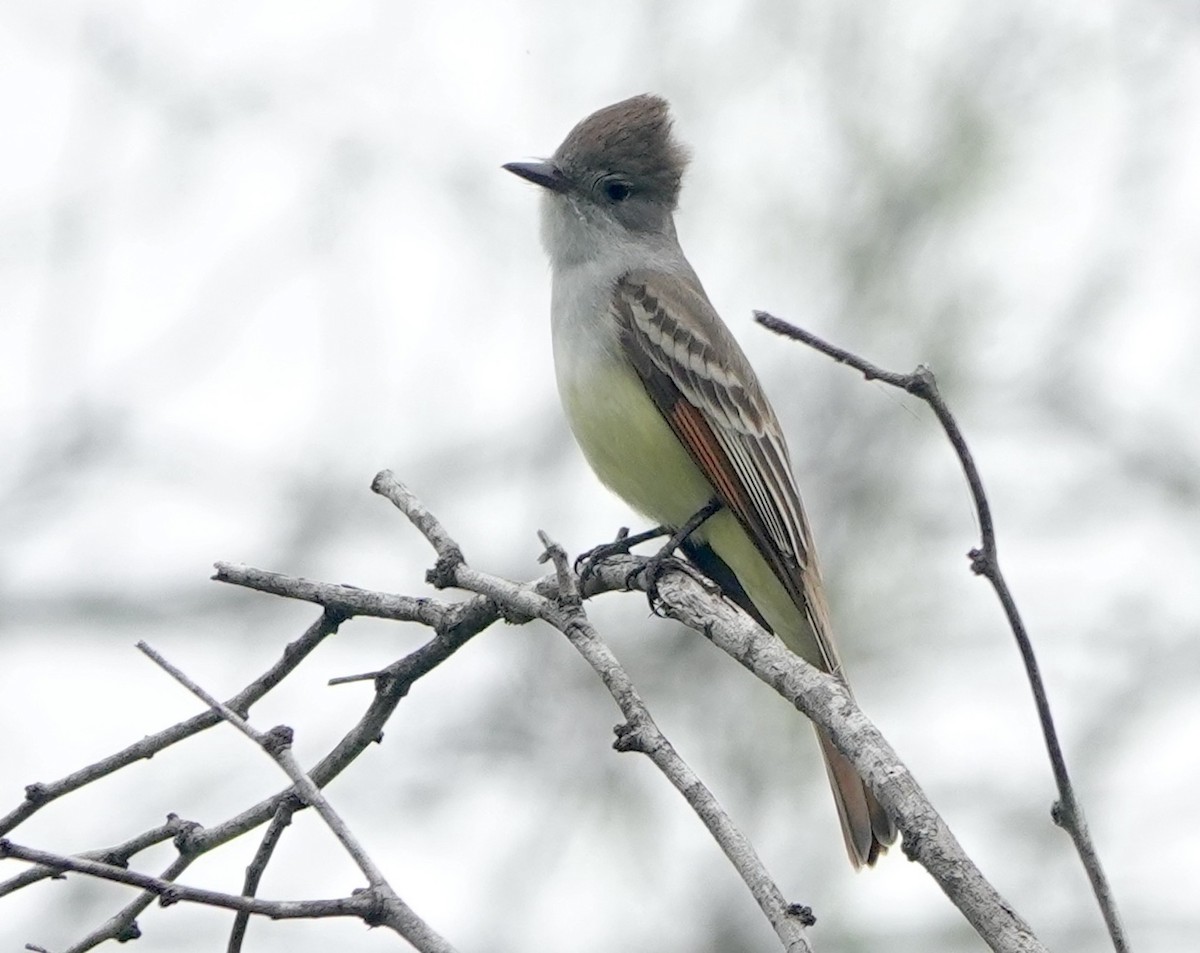 Brown-crested Flycatcher - Jamie Simmons