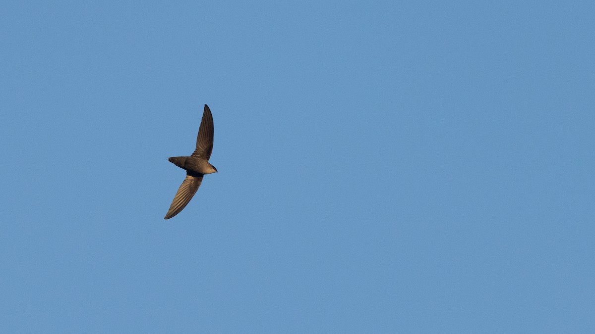 Chimney Swift - Nick Ramsey