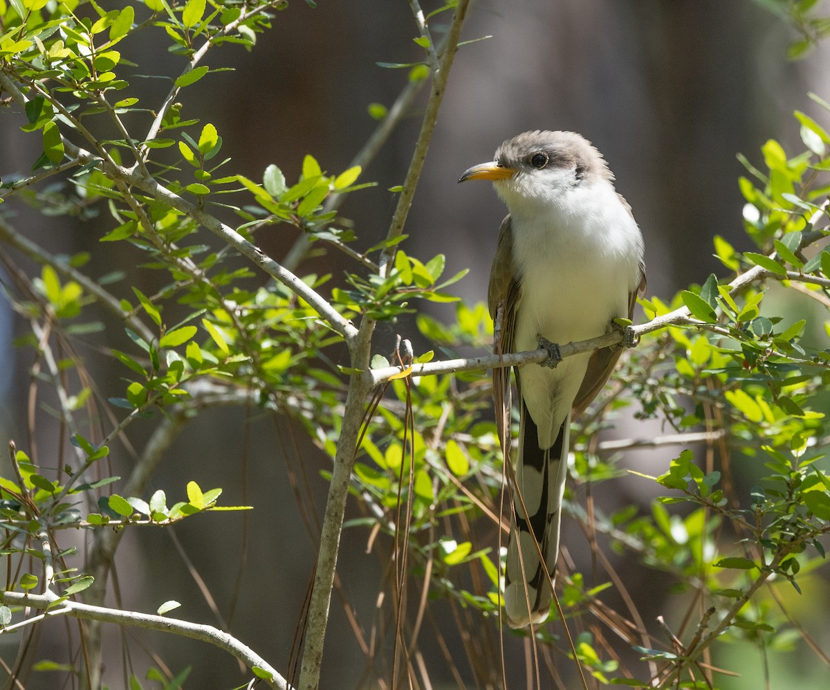 Yellow-billed Cuckoo - ML619167422