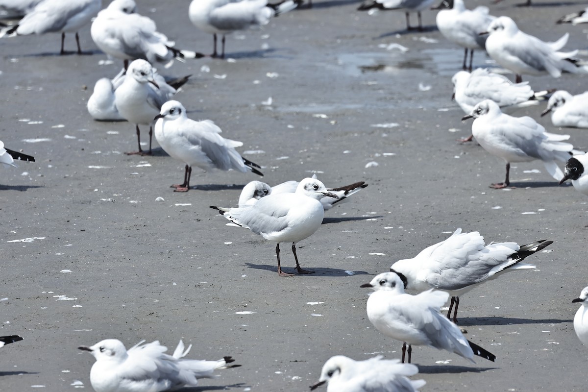 Andean Gull - Albert Linkowski