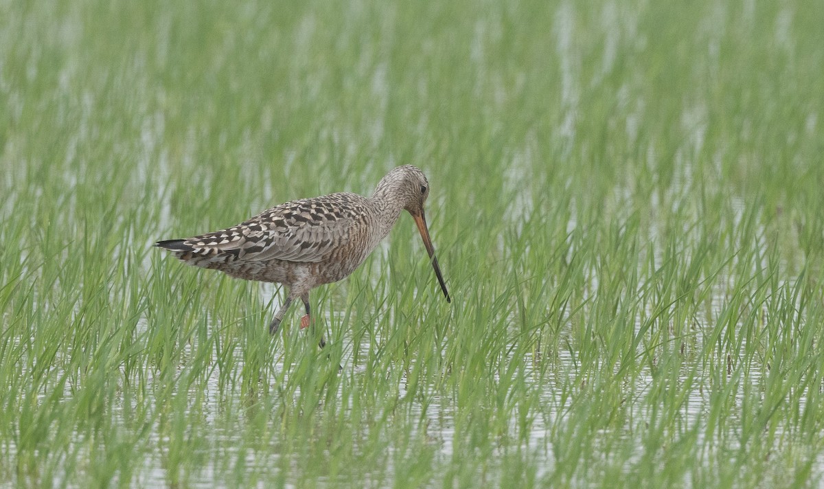 Hudsonian Godwit - Nick Ramsey