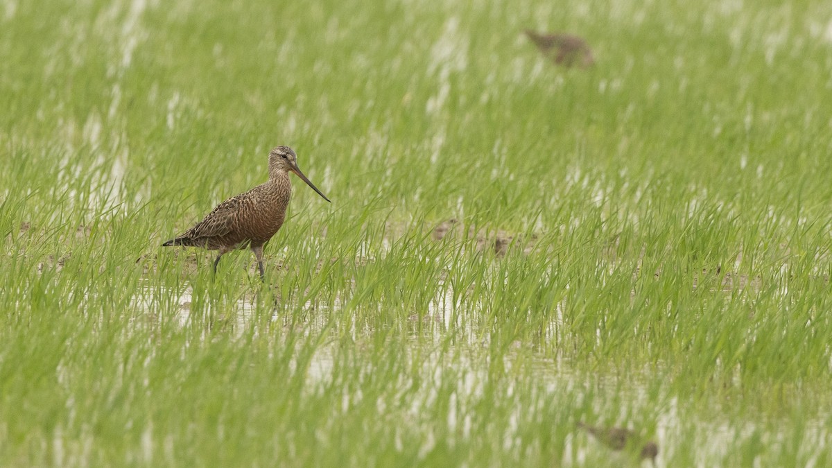 Hudsonian Godwit - ML619167436