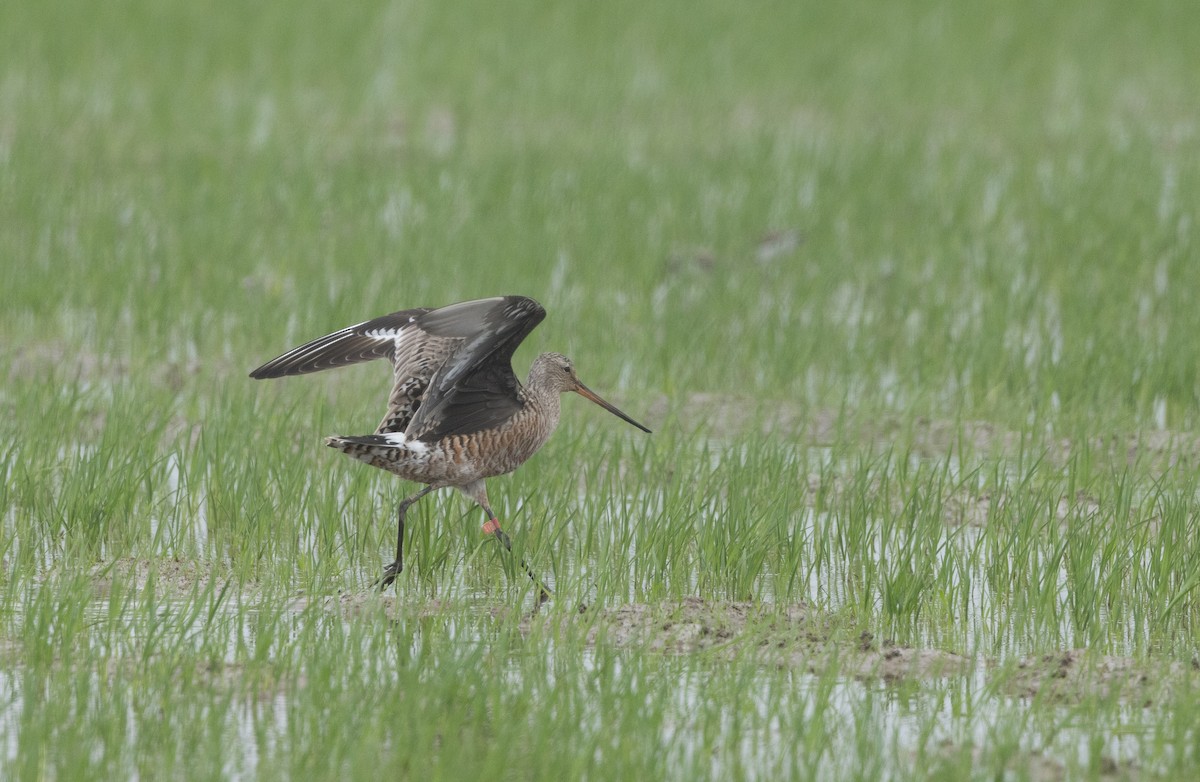 Hudsonian Godwit - Nick Ramsey