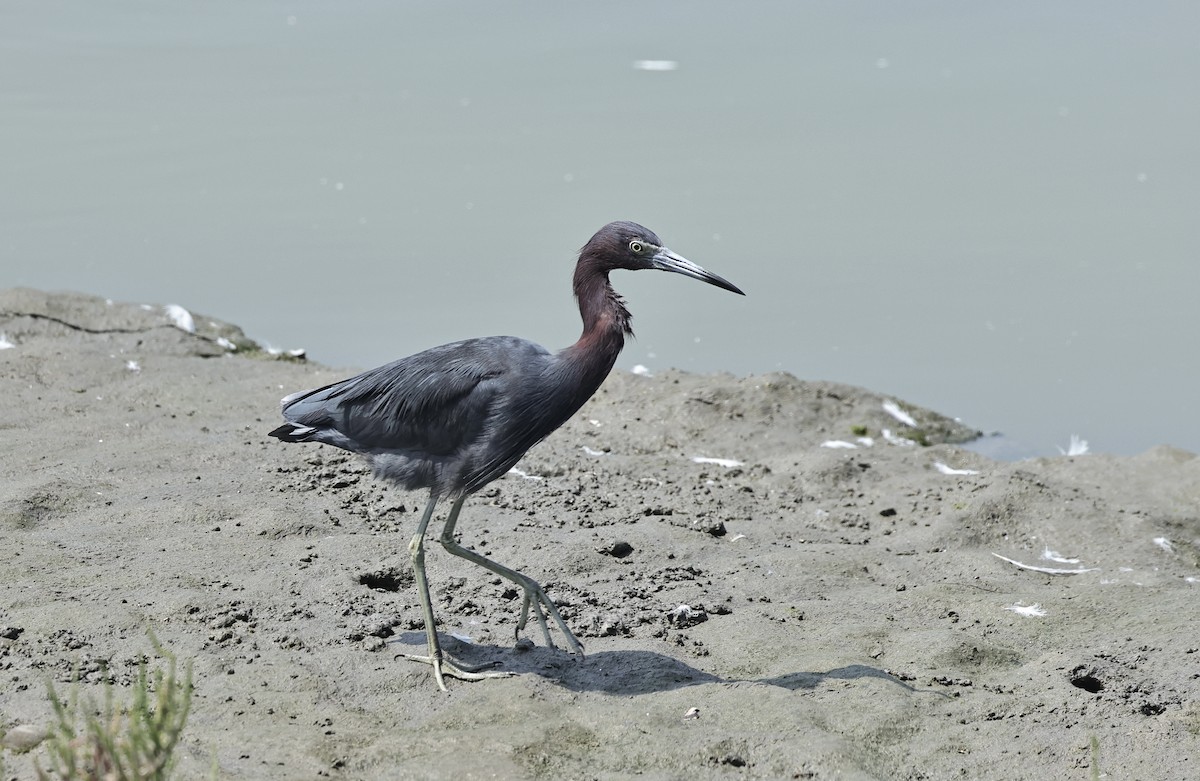 Little Blue Heron - Albert Linkowski