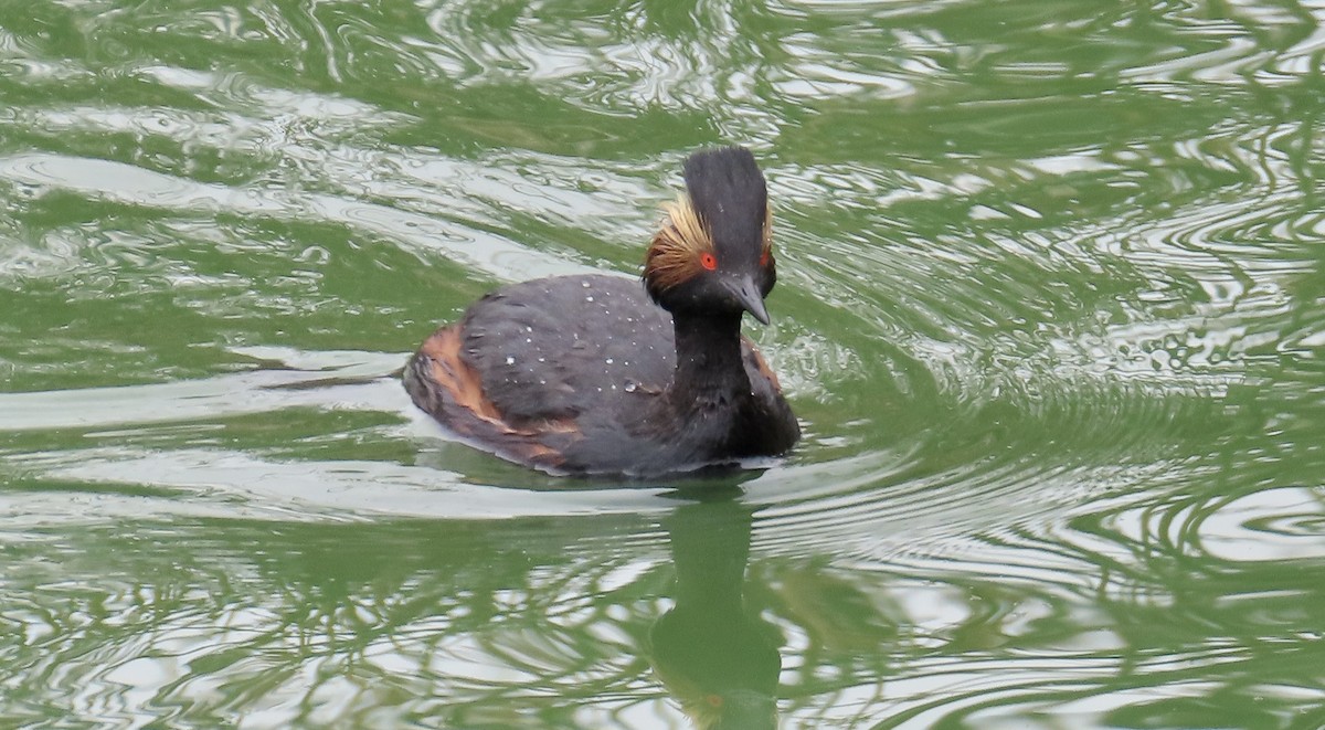 Eared Grebe - Petra Clayton