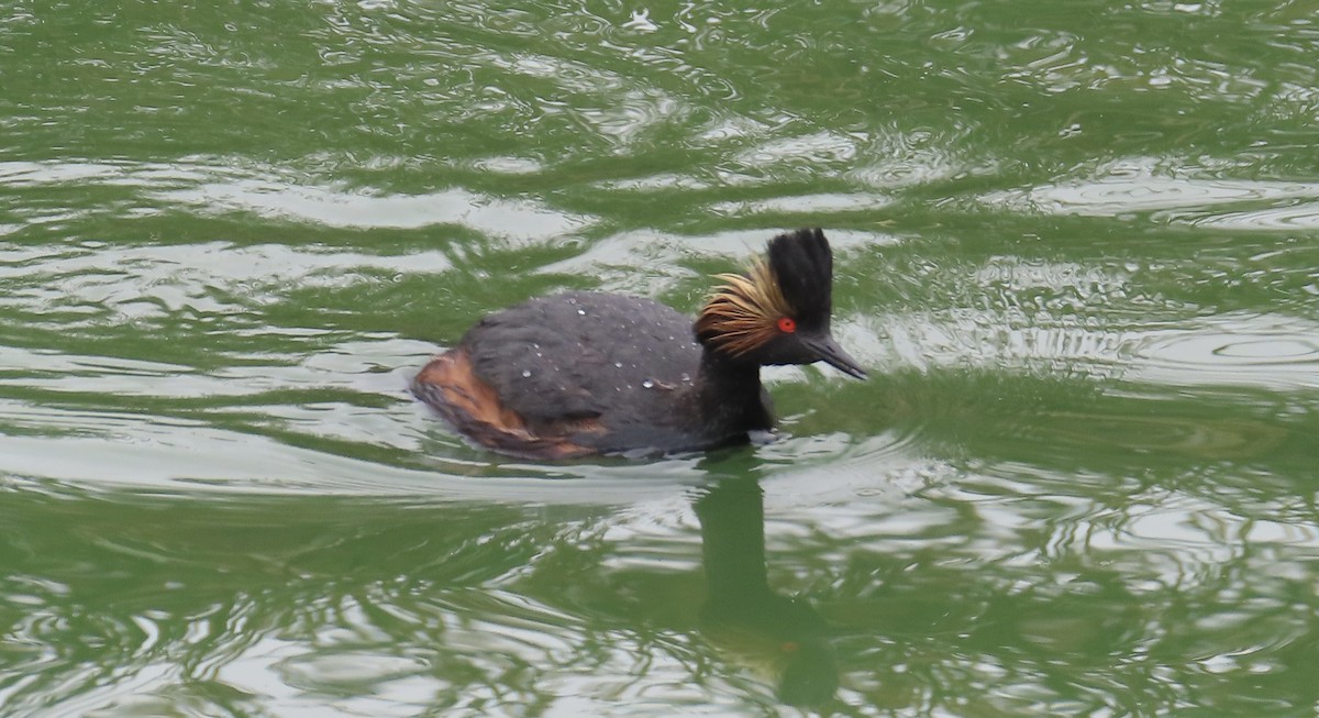 Eared Grebe - Petra Clayton