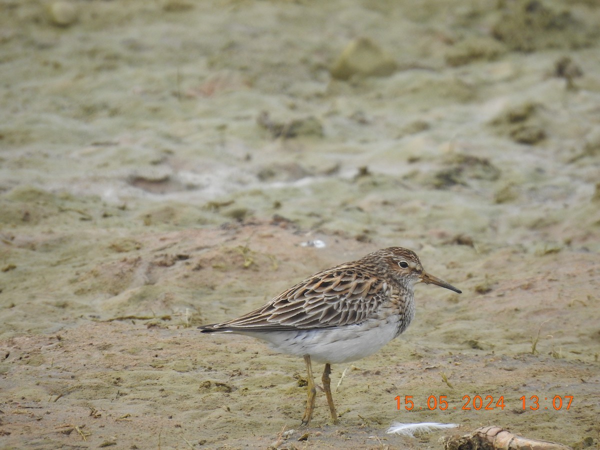 Pectoral Sandpiper - Ernesto Málaga Arenas - GAP