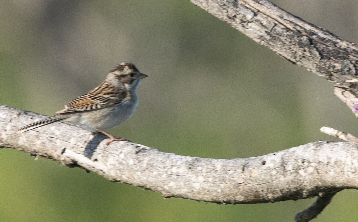 Clay-colored Sparrow - Nick Ramsey