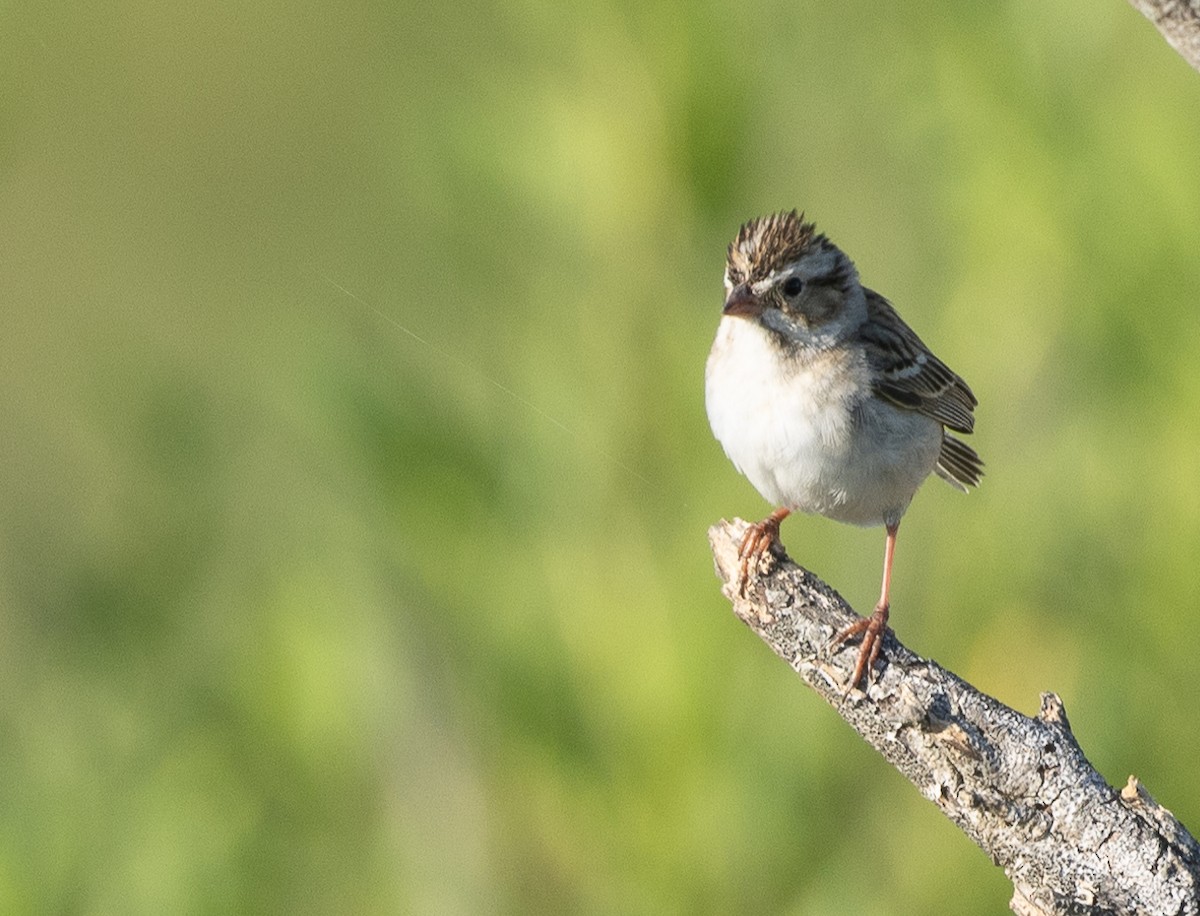 Clay-colored Sparrow - Nick Ramsey