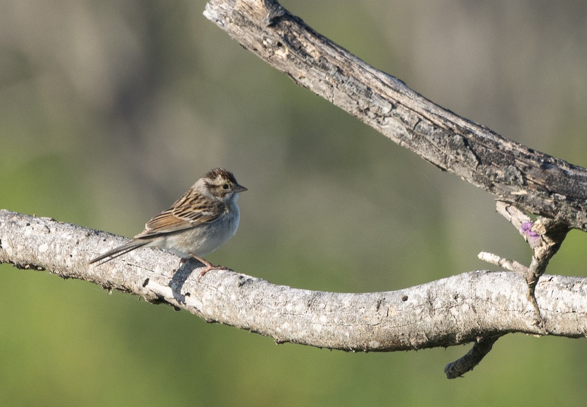 Clay-colored Sparrow - Nick Ramsey