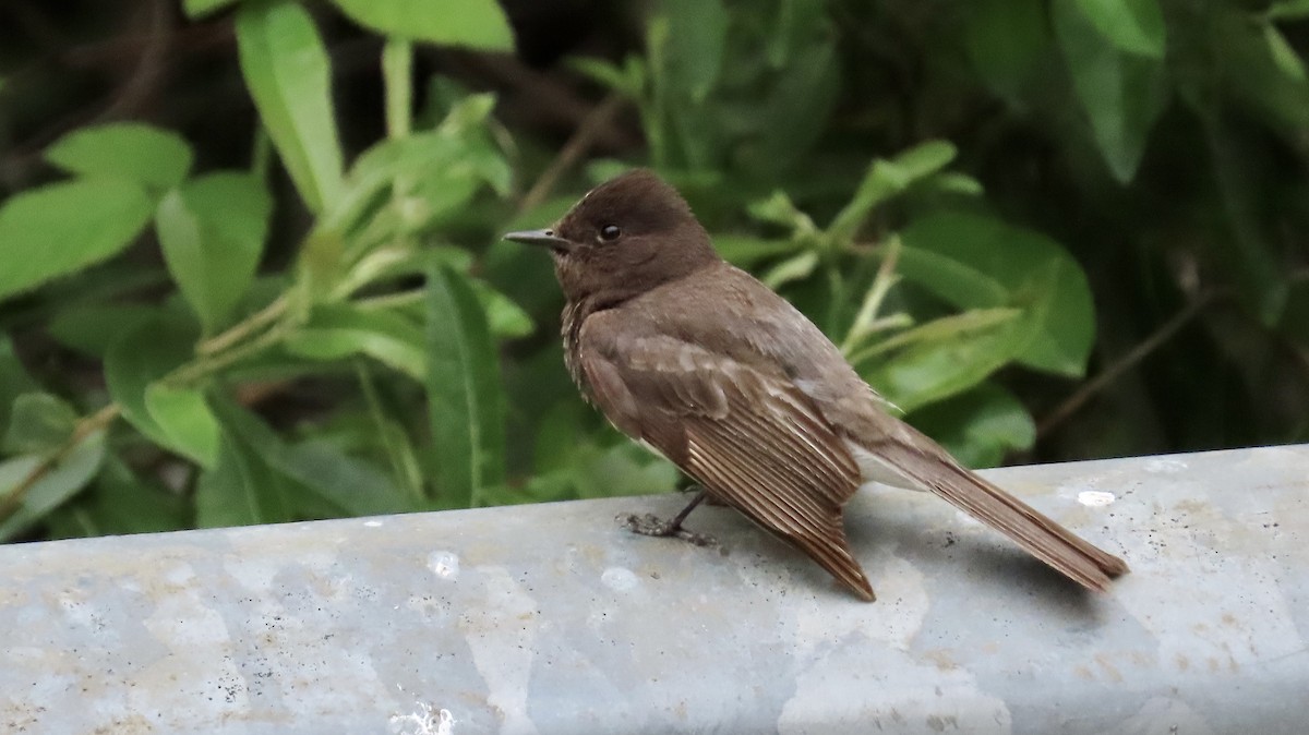 Black Phoebe - ML619167503