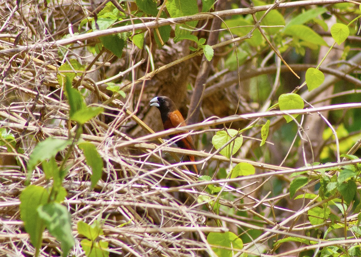 Chestnut Munia - ML619167505