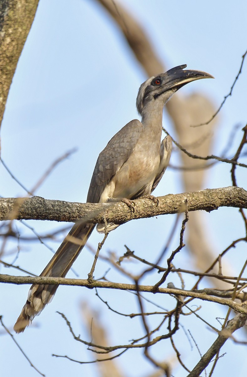 Indian Gray Hornbill - Sathish Ramamoorthy