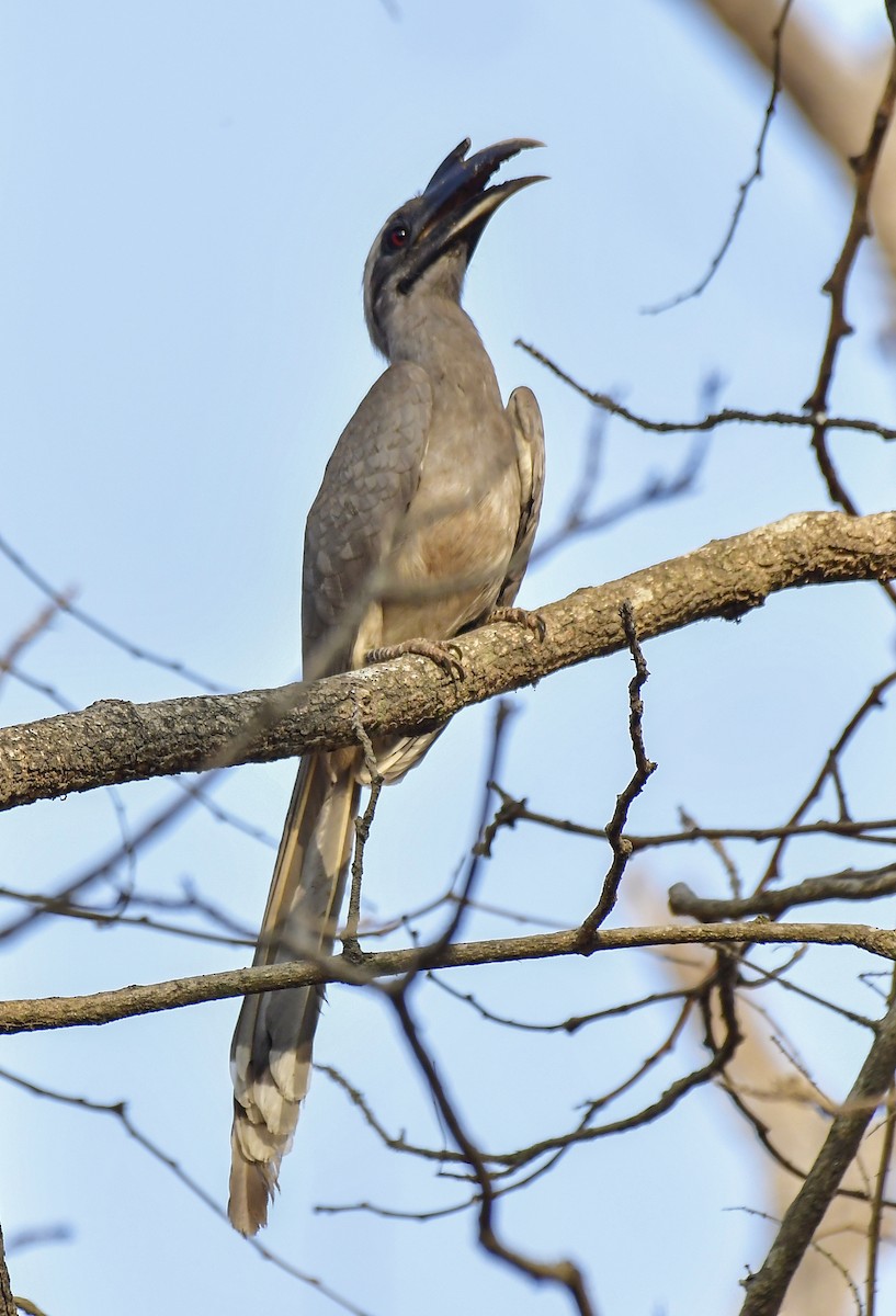 Indian Gray Hornbill - Sathish Ramamoorthy