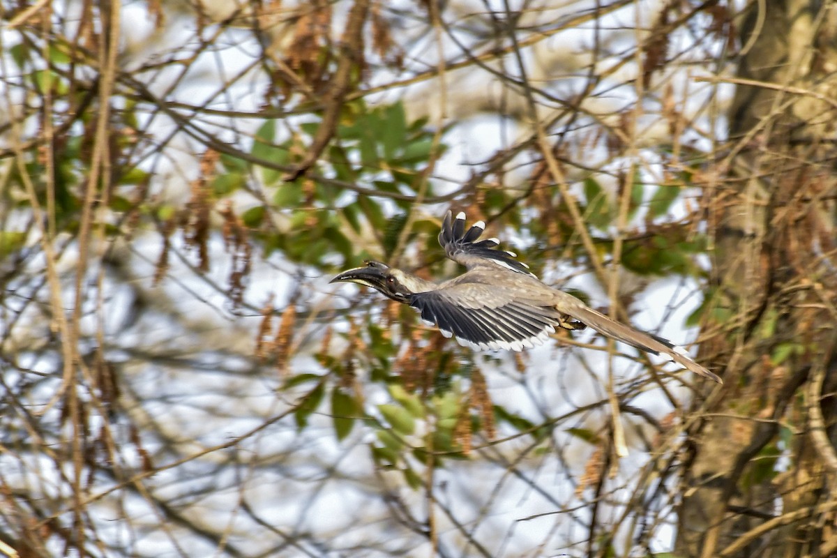 Indian Gray Hornbill - ML619167519