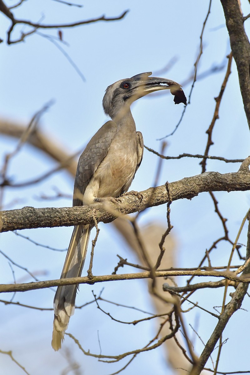 Indian Gray Hornbill - Sathish Ramamoorthy
