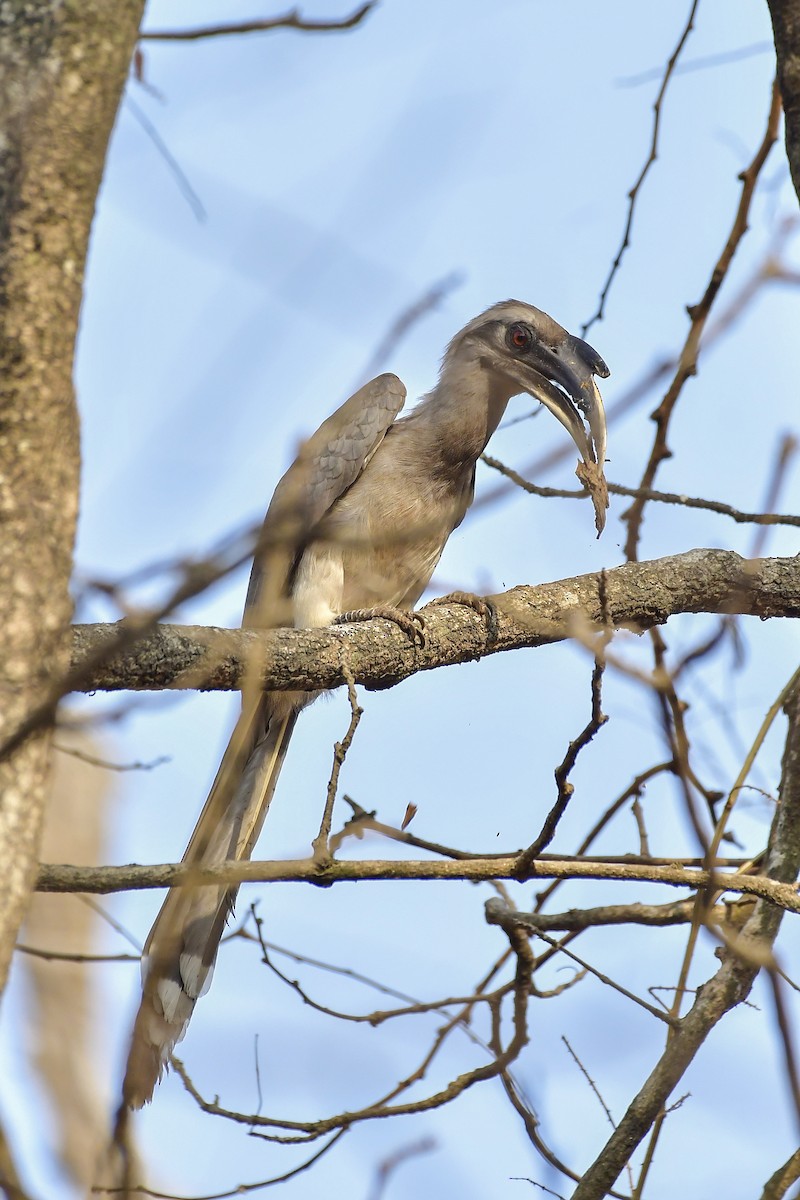 Indian Gray Hornbill - Sathish Ramamoorthy