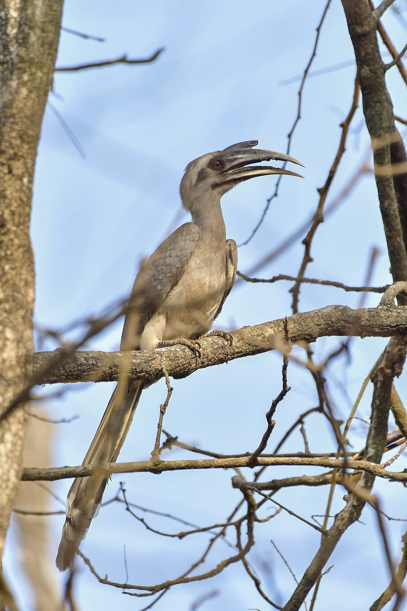 Indian Gray Hornbill - Sathish Ramamoorthy