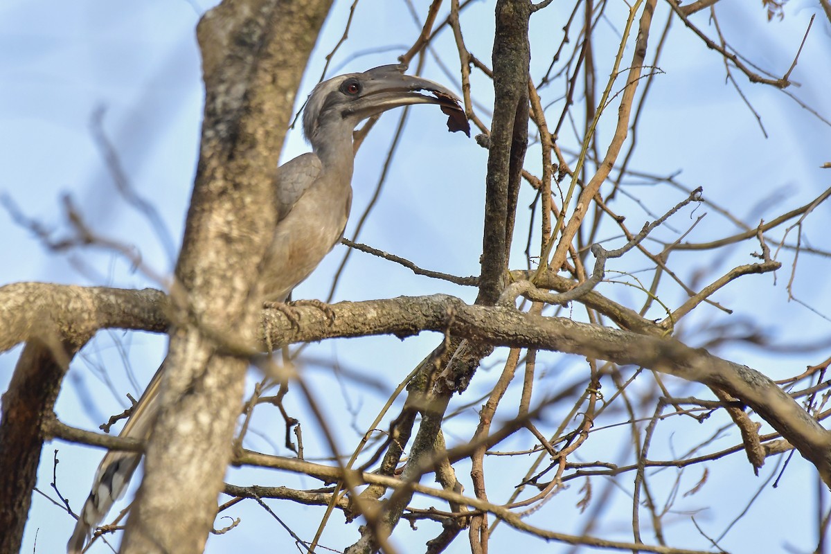 Indian Gray Hornbill - Sathish Ramamoorthy