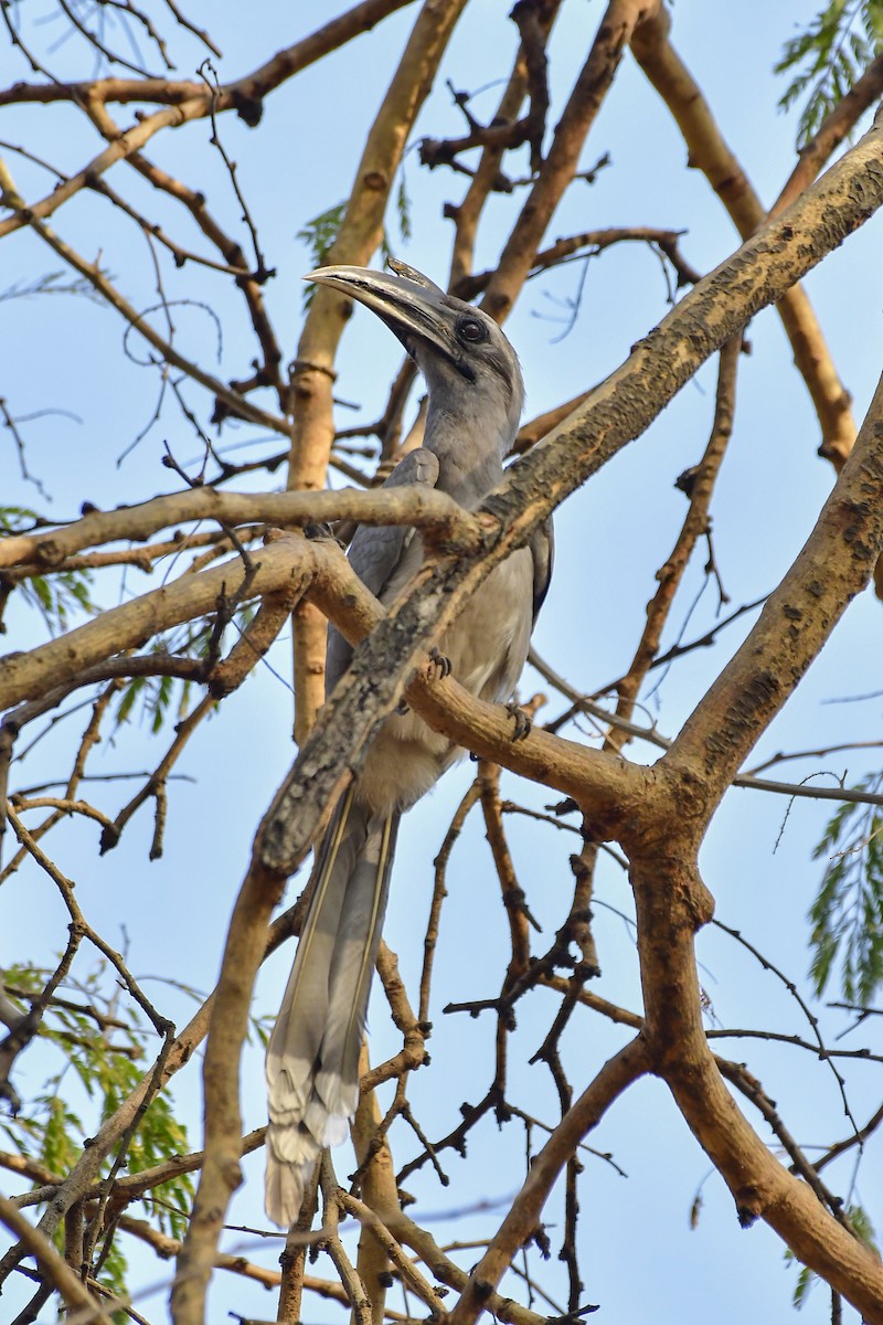 Indian Gray Hornbill - Sathish Ramamoorthy