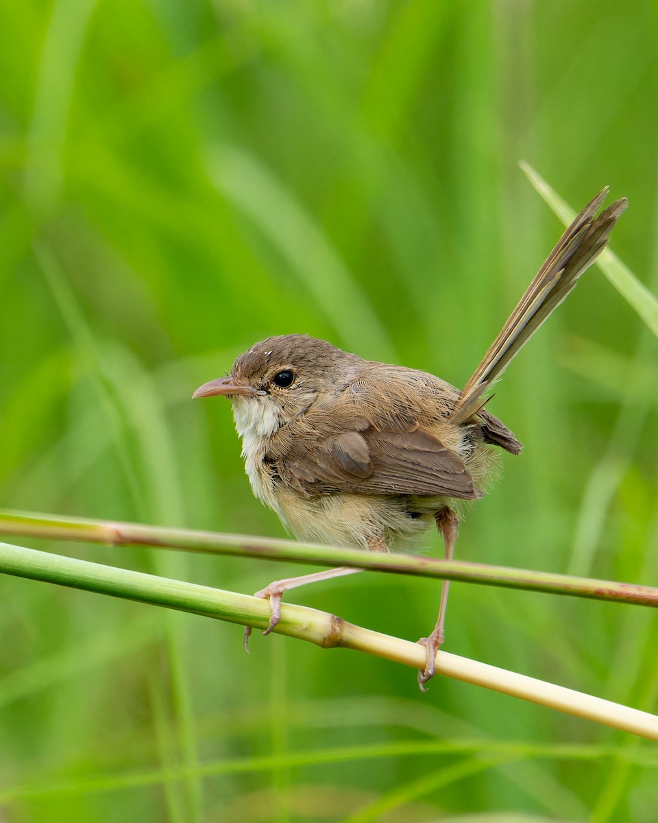 Red-backed Fairywren - ML619167533