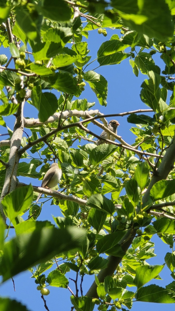 Eastern Olivaceous Warbler - Arshia Sisi