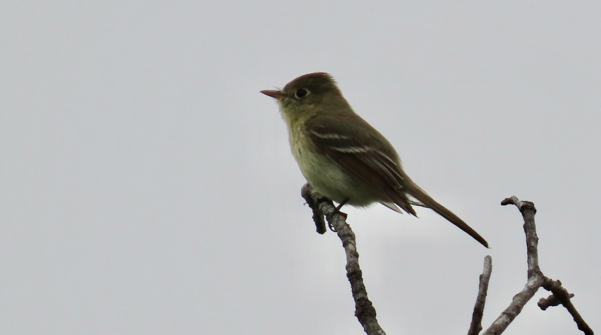 Western Flycatcher (Pacific-slope) - Petra Clayton
