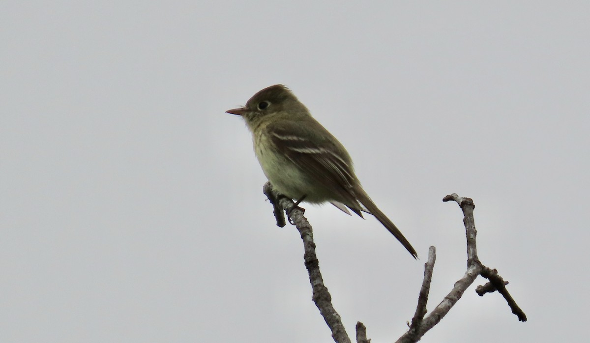 Western Flycatcher (Pacific-slope) - Petra Clayton