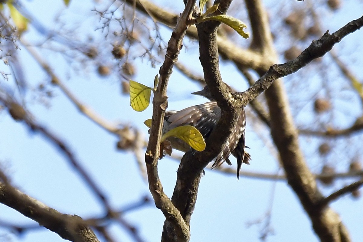 Brown-capped Pygmy Woodpecker - Sathish Ramamoorthy