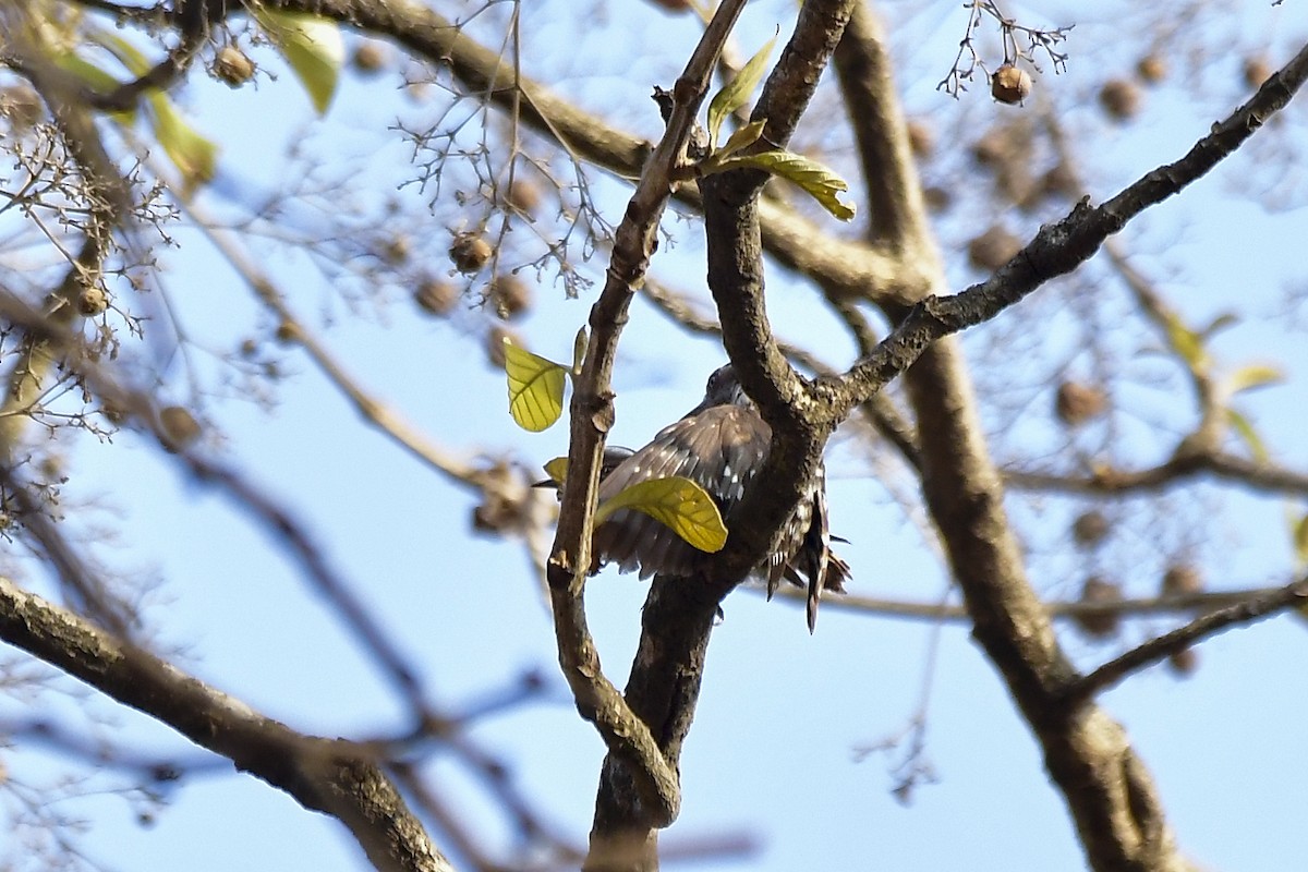 Brown-capped Pygmy Woodpecker - Sathish Ramamoorthy