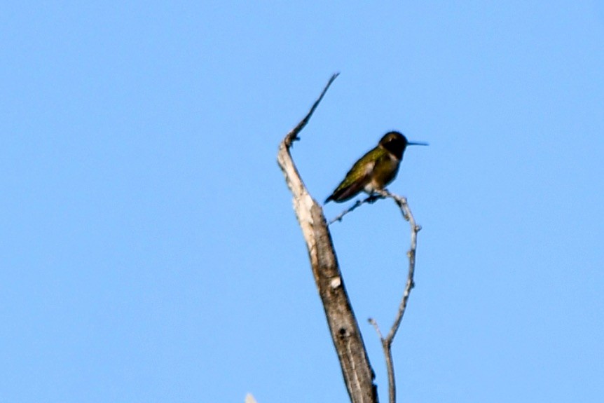 Black-chinned Hummingbird - Andrew Hovey