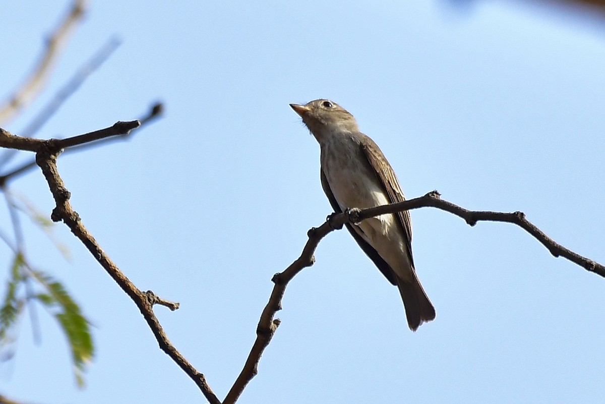 Asian Brown Flycatcher - ML619167646