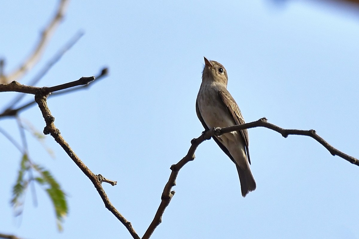 Asian Brown Flycatcher - Sathish Ramamoorthy